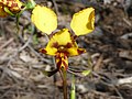 Diuris nigromontana Australia - Black Mountain