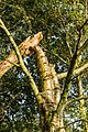 * Nomination Dead cracked birch ( Betula ). A summer storm has left this terminal birch to its fate. --Famberhorst 05:35, 25 October 2019 (UTC) * Promotion  Support Good quality. -- Johann Jaritz 05:50, 25 October 2019 (UTC)