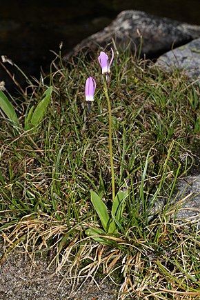 Beskrivelse av Dodecatheon jeffreyi 0293.JPG-bildet.