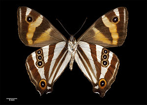 Dodonidia helmsii (Butler, 1884) Underside AMNZ83867.jpg