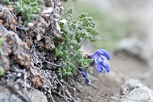 Dracocephalum palmatum on an extrazonal steppe slope in Chersky on the lower Kolyma, Sakha Republic (Yakutia)