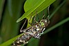 Dragonfly (Aeshna sp.) exuvia, Stuttgart, Germany - 20090724-01.jpg