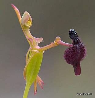 <i>Drakaea</i> genus of plants