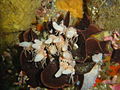 Candelabrum tentaculatum on Laminopora jellyae, off Hout Bay, Cape Town.