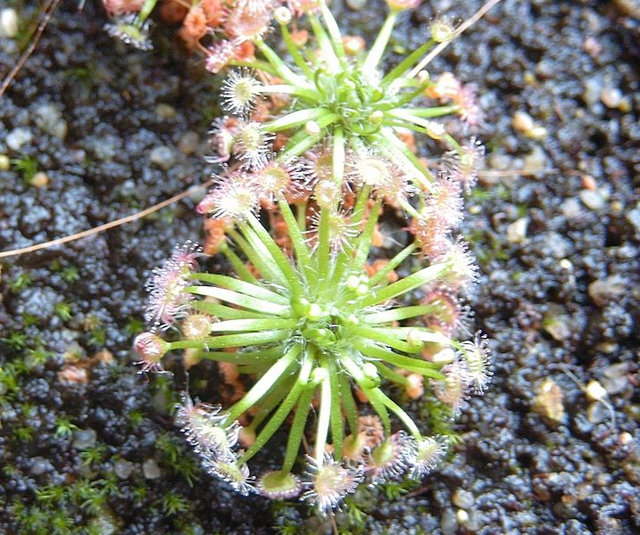 File:Drosera pygmaea 2.jpg