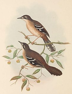 <span class="mw-page-title-main">Papuan scrub robin</span> Species of bird