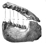 Jaw of D. fontani