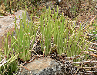 <i>Dudleya edulis</i> Species of succulent