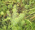 Euphorbia seguieriana ssp. niciciana