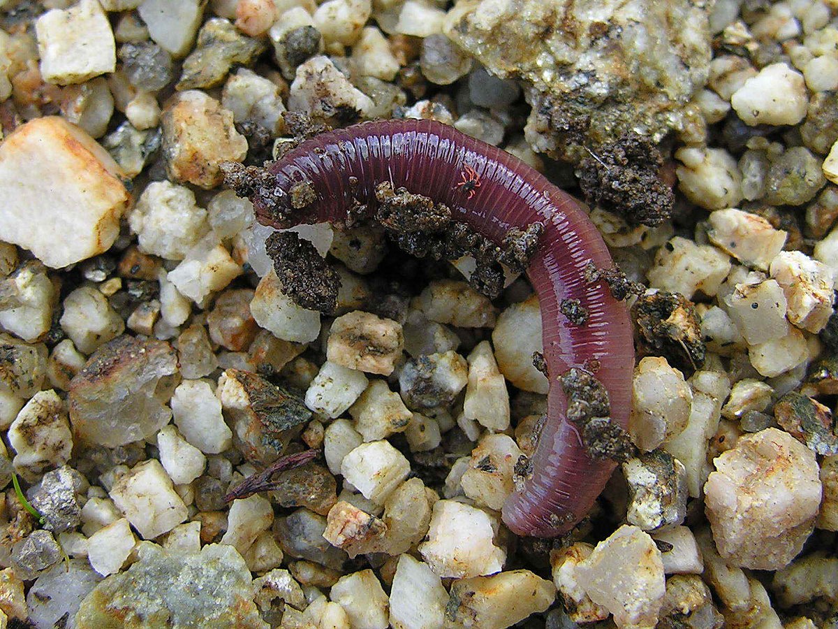 Earthworm Simple English Wikipedia The Free Encyclopedia