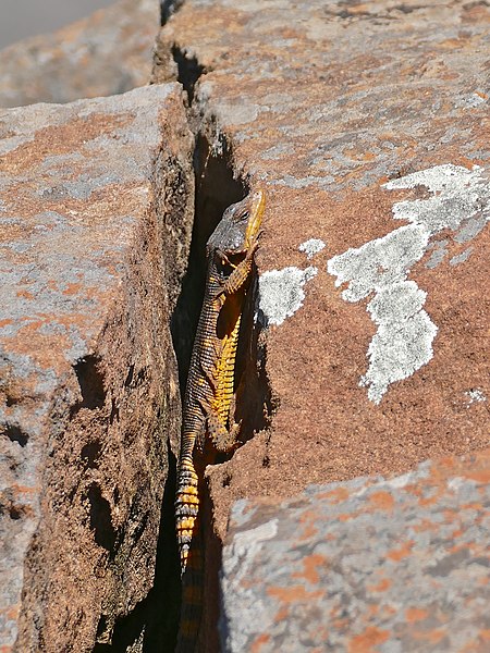 File:Eastern Cape Crag Lizard (Pseudocordylus microlepidotus fasciatus) male (29672307183).jpg