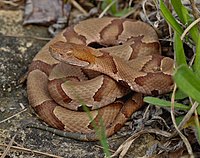 Eastern Copperhead (Agkistrodon contortrix) - Flickr - 2ndPeter (1).jpg