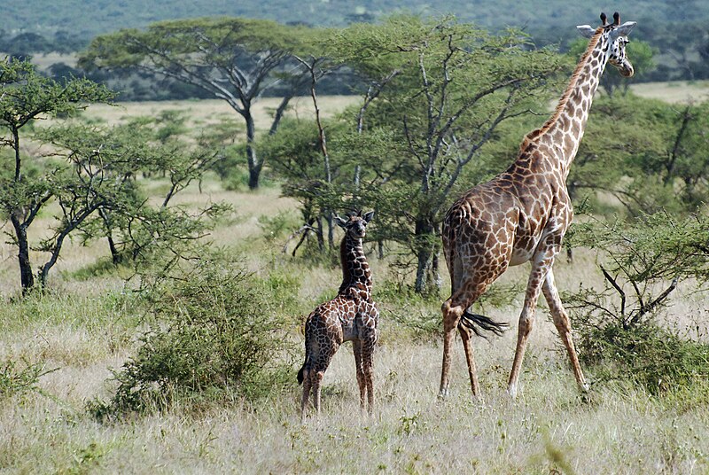 File:Eastern Serengeti 2012 06 01 3298 (7522727862).jpg