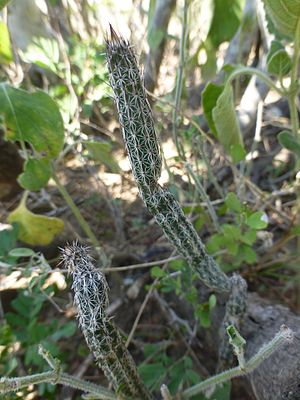 Echinocereus poselgeri.jpeg