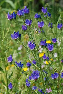 <i>Echium plantagineum</i> Species of plant