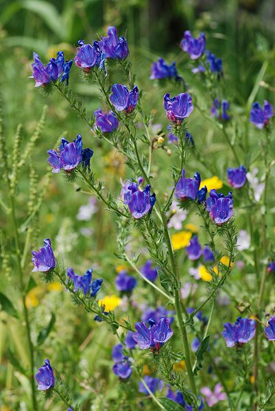 File:Echium April 2010-2.jpg