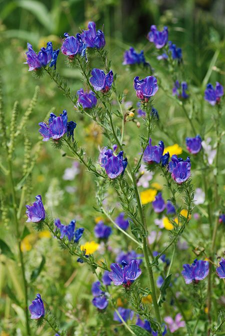 Echium April 2010-2.jpg