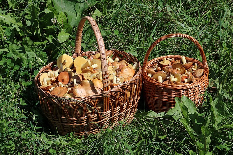 File:Edible mushrooms in baskets 2022 G1.jpg