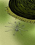 Thumbnail for Ivell's sea anemone