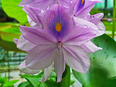 Eichhornia crassipes Flower