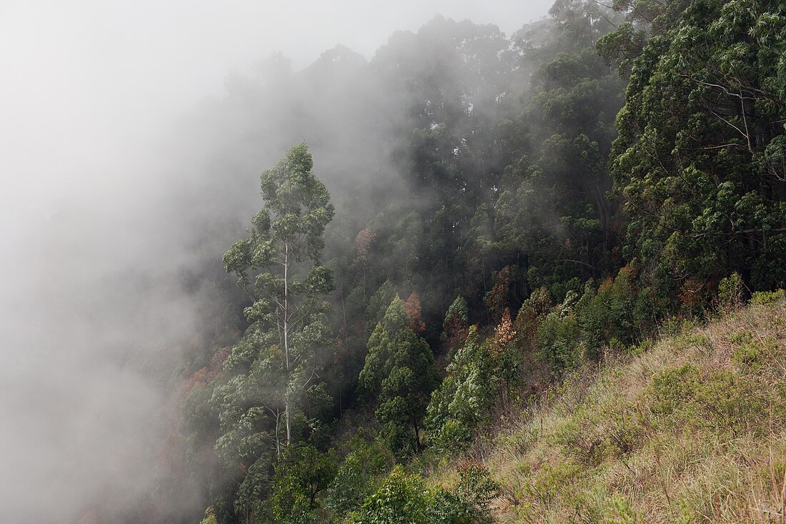 Sri Lanka montane rain forests