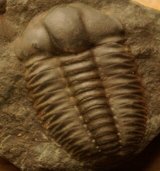<i>Ellipsocephalus</i> Genus of trilobites (blind)