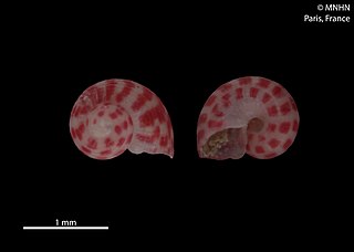 <i>Emiliotia rubrostriata</i> Species of gastropod