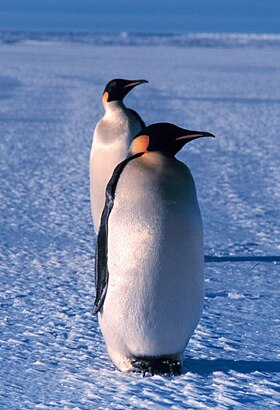 Emperor penguin.jpg