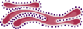 Endoplasmic reticulum