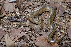 Bilde beskrivelse Enhydris subtaeniata, Mekong mud slange (subadult) - Mueang Loei District, Loei Province (44367781740) .jpg.