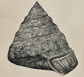 E. adansonianus, em ilustração do texto A guide to the shell and starfish galleries (Mollusca, Polyzoa, Brachiopoda, Tunicata, Echinoderma, and worms). Department of Zoology, British museum (Natural history). With numerous illustrations, de 1901.[1]