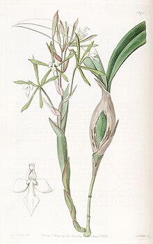 Epidendrum purpurascens (syn. Ep. Clavatum) - Эдвардс т. 22 пл. 1870 (1836) .jpg