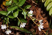 Epilobium clavatum