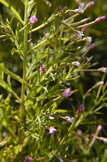 Epilobium coloratum (3273833991) .jpg