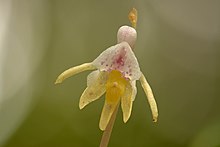 Epipogium aphyllum - Alutaguse.jpg
