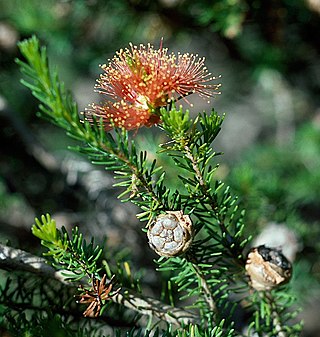 <i>Eremaea ebracteata</i> Species of flowering plant