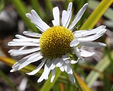 אריגרון coulteri.jpg