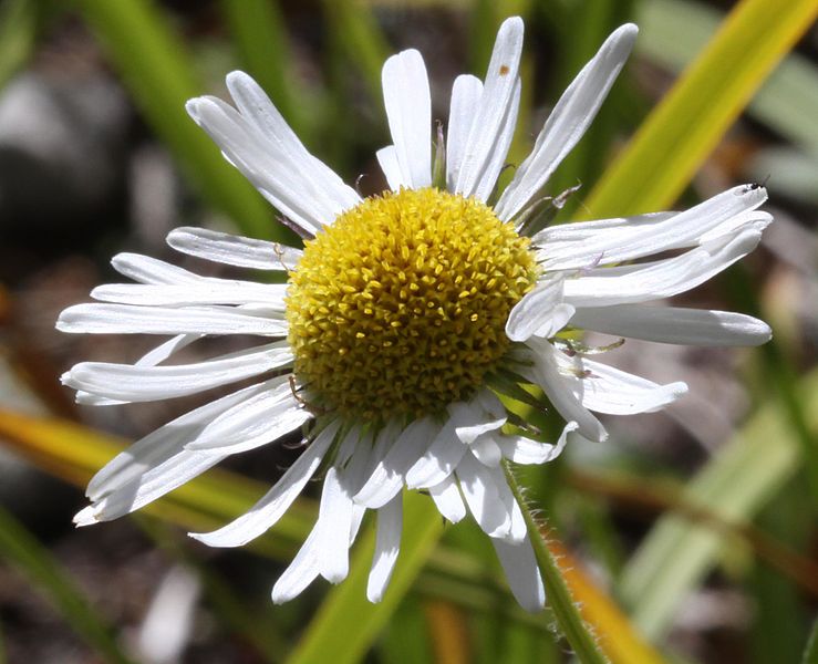 File:Erigeron coulteri.jpg