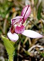 Eriochilus scaber