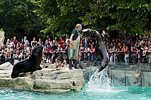 Feeding time for the South American sea lions is one of the most popular attractions. Erlebniswelten Robbenfuetterung.jpg