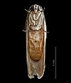 * Nomination Ventral view of Ethmia octanoma Meyrick, 1914 --Tiouraren 10:19, 14 August 2021 (UTC) * Promotion  Oppose The strip spoils it for QI, it could be fixed (tricky though) but not a QI to me like this --Poco a poco 12:27, 14 August 2021 (UTC) I retouched the light reflections. --Zinnmann 14:31, 14 August 2021 (UTC)  Support Good job! QI now, thank you for the fix! --Poco a poco 09:19, 15 August 2021 (UTC)