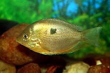 The orange chromide, (Pseudetroplus maculatus) will feed on eggs Etroplus Maculatus.JPG