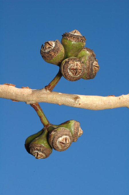 fruit Eucalyptus canaliculata fruit.jpg