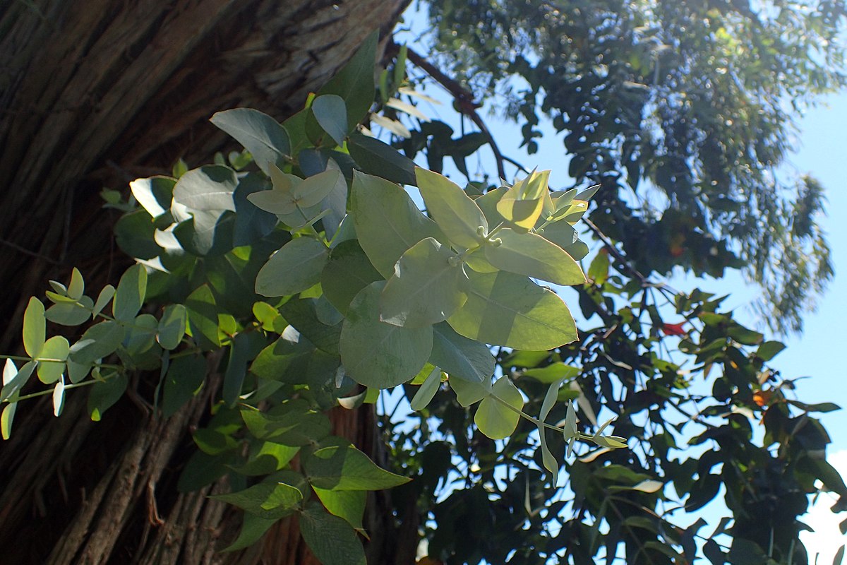 Эвкалипт Eucalyptus cinerea Silver Dollar (с) - 39 руб = 180/43