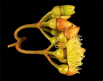 flower buds Eucalyptus dielsii buds.jpg