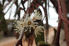 flowers Eucalyptus leptocalyx flowers.jpg