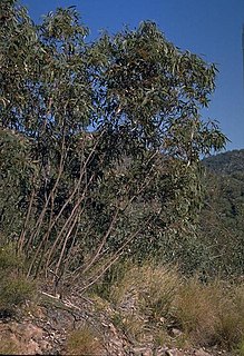 <i>Eucalyptus pumila</i>