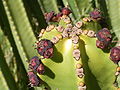 Euphorbia canariensis (Puntagorda) 01.jpg