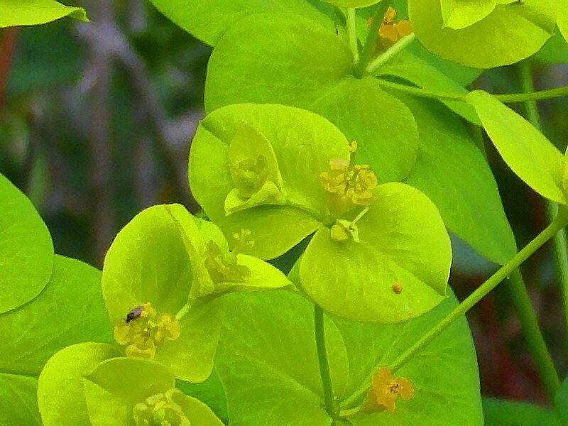 File:Euphorbia paniculata Enfoque 2011-4-21 SierraMadrona.jpg