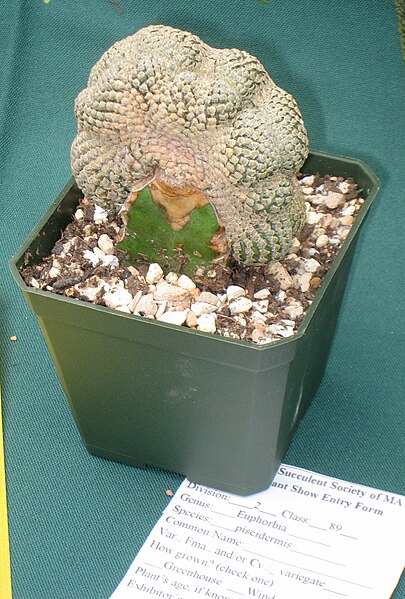 File:Euphorbia piscidermis - Tower Hill Botanic Garden.JPG